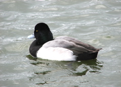Lesser Scaup, male