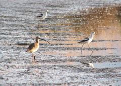 Long-billed curlew