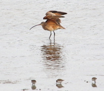 Long-billed curlew