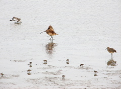 Long-billed Curlews