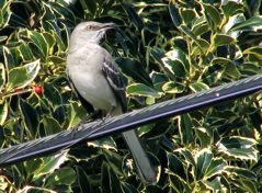 Northern Mockingbird (2/11/06)