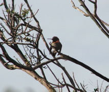 Anna's Hummingbird