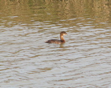 Pied-billed grebe