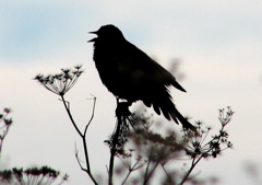 Redwing Blackbird
