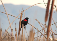 Redwing blackbird (bicolor) 2/12/06