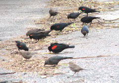 Redwing blackbirds 1/06