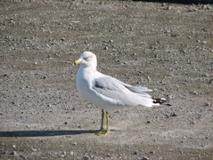 Ring-billed gull