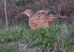 Ring-necked pheasant (F) 2/06