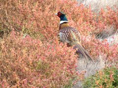 Ring-necked Pheasant (male)