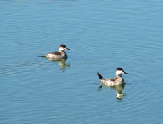 Ruddy Duck couple