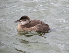 Ruddy duck, female