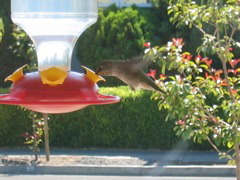 Anna's Hummingbird (F)