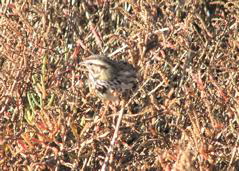 Savannah sparrow
