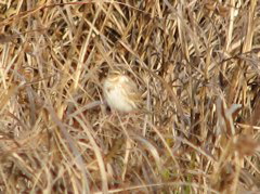 Savannah Sparrow