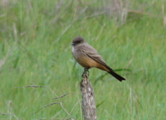 Say's Phoebe