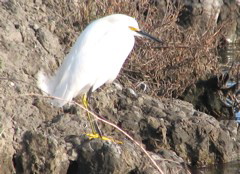 Snowy egret