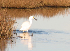 Snowy Egret, about to eat fish