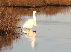 Snowy Egret, swallowing