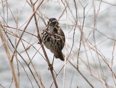 Song sparrow