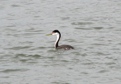 Western Grebe