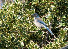 Western Scrub Jay