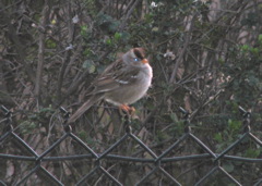 White-crowned sparrow, (Imm.?)