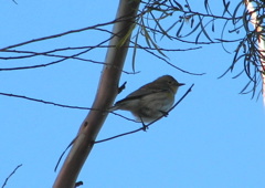 Yellow-rumped warbler