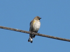 Yellow-rumped warbler